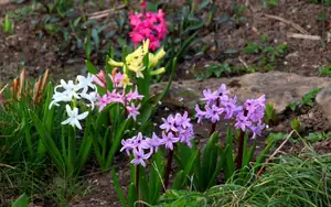 hyacinty...