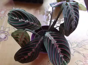emilka12 — 5. dubna 2014