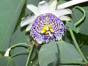 Passiflora actinie
