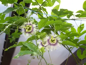 Passiflora edulis