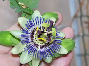 Passiflora caerulea