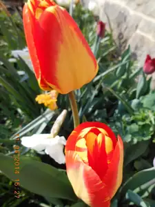 Tulipan