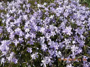 Flox