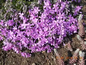 Flox
