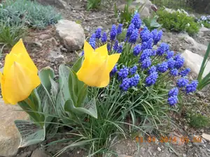 Tulipany a modřenec