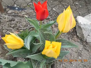 Tulipany