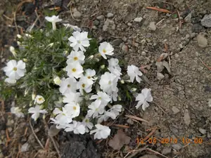 Flox