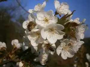 Třešeň rozkvetlá už 30.3.14