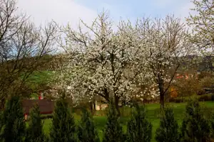 kvetoucí třešně