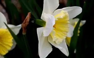 narcisky