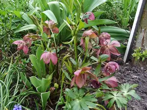 iris66 — 14. dubna 2014