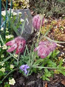 iris66 — 14. dubna 2014