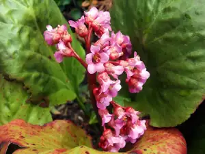 iris66 — 14. dubna 2014