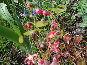 iris66 — 14. dubna 2014