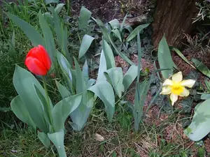 iris66 — 14. dubna 2014