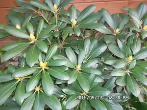 rhododendron má poupata