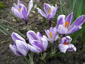 krokusy