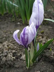 Anelaba — 15. dubna 2014