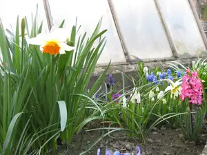 letos nám moc narcisy nekvetou