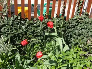iris66 — 17. dubna 2014