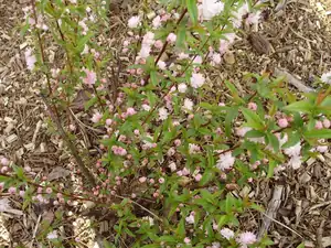 muškatek — 20. dubna 2014