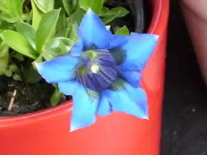 hořec