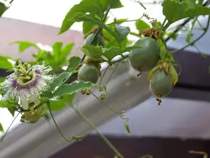 Pas.edulis a práce čmeláka