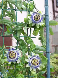 Passiflora edulis