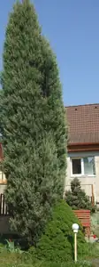 raketa-vysoký jalovec