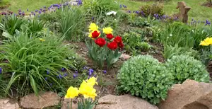 tulipány...letos pouze střapaté...