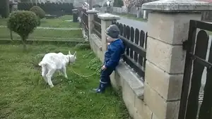 Vnouček venčí sousedovic Lízu :)