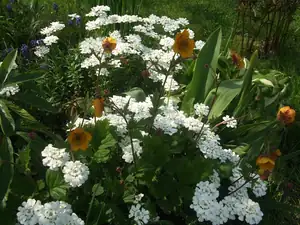 iris66 — 30. dubna 2014