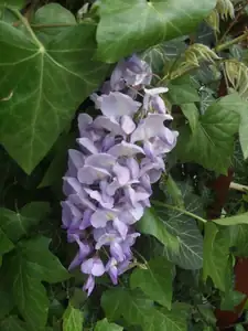 iris66 — 30. dubna 2014