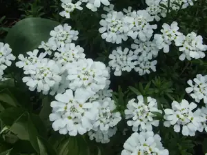 iris66 — 30. dubna 2014