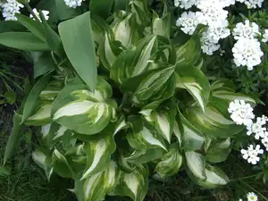 iris66 — 30. dubna 2014