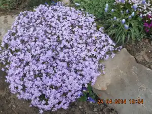 flox