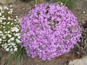 flox