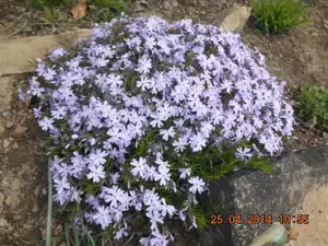 flox