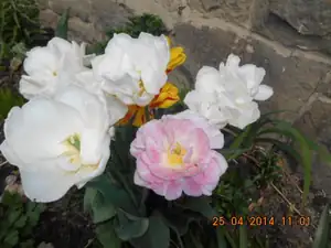 tulipany