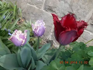 tulipany
