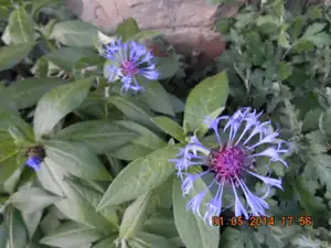 chrpa