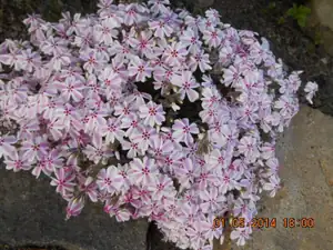 flox