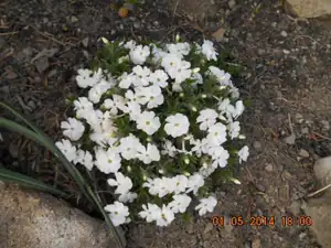 flox