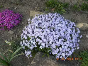 flox