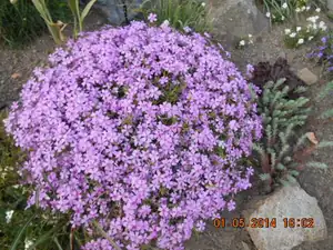 flox