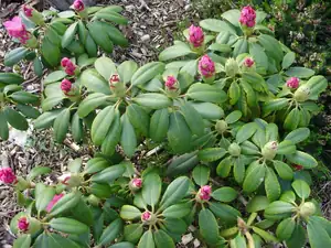 Rododendron