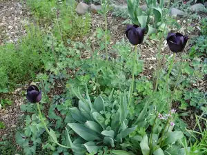 černé tulipány