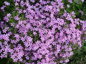 Phlox