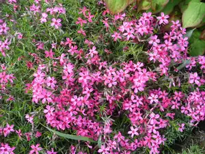 Phlox