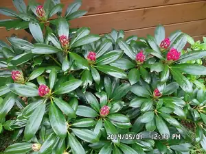 rhododendron starý